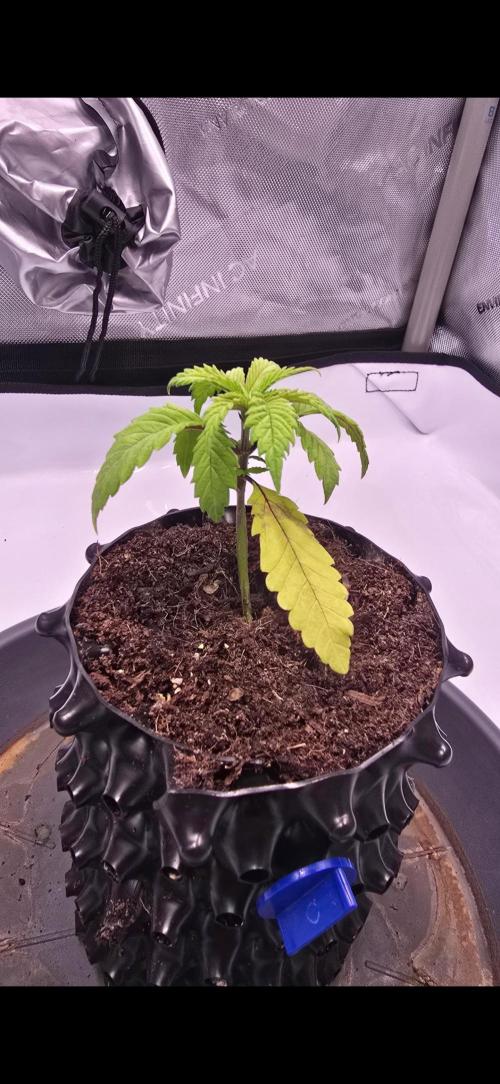 Bio | P-limitation to enhance symbiosis. Week 3