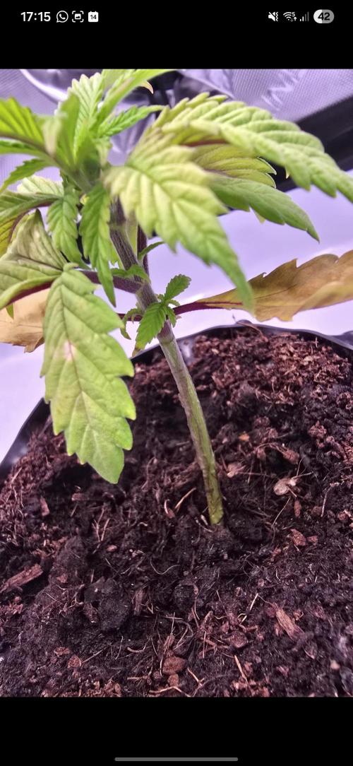 Bio | P-limitation to enhance symbiosis. Week 3