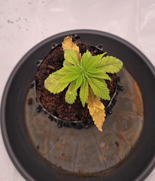 Bio | P-limitation to enhance symbiosis. Week 3