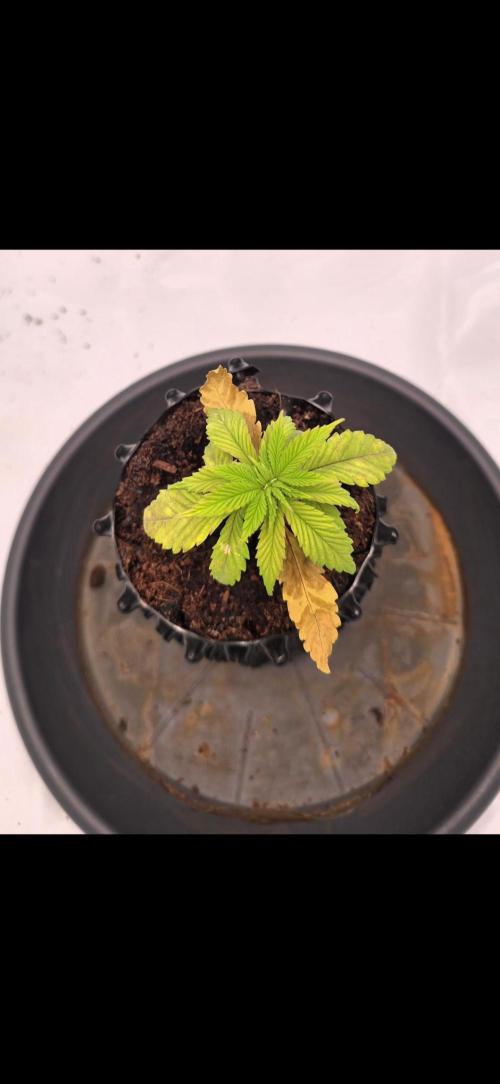 Bio | P-limitation to enhance symbiosis. Week 3