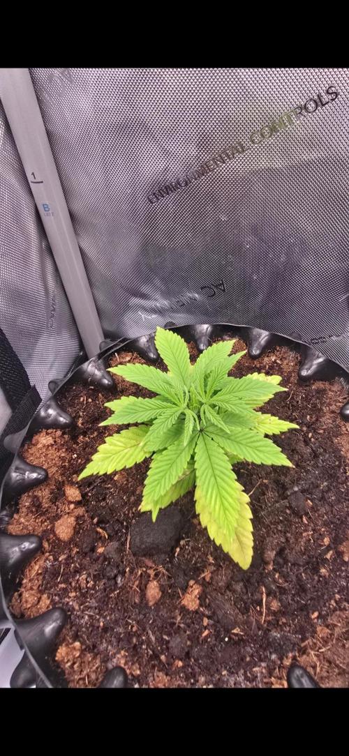 Bio | P-limitation to enhance symbiosis. Week 4