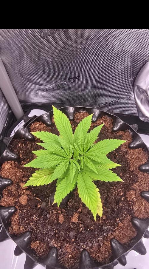 Bio | P-limitation to enhance symbiosis. Week 4