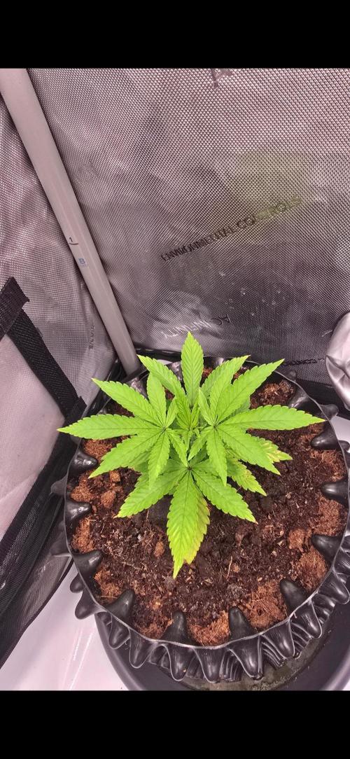 Bio | P-limitation to enhance symbiosis. Week 4