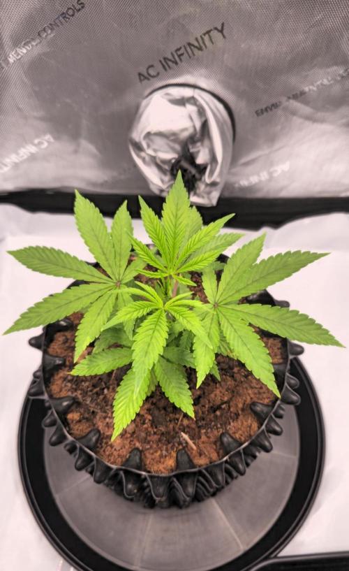 Bio | P-limitation to enhance symbiosis. Week 4