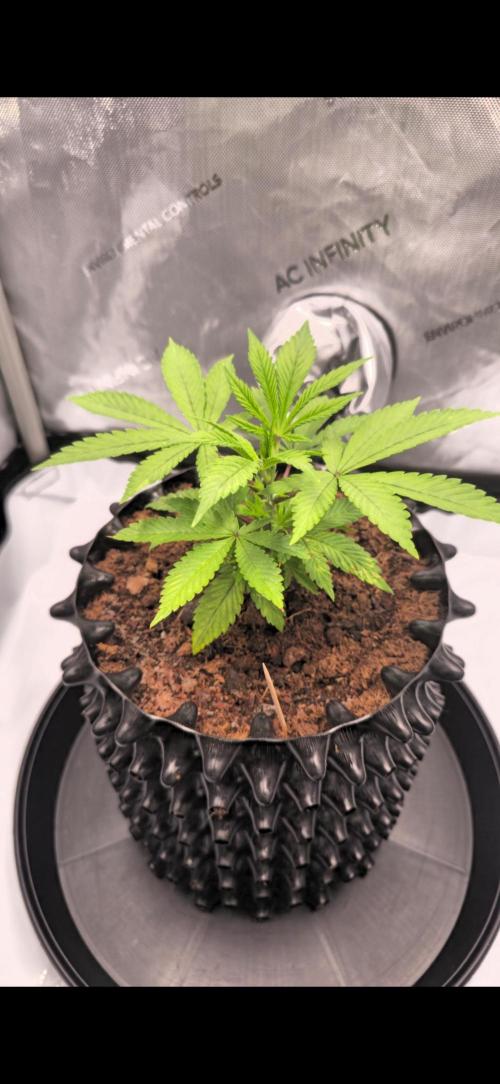 Bio | P-limitation to enhance symbiosis. Week 4