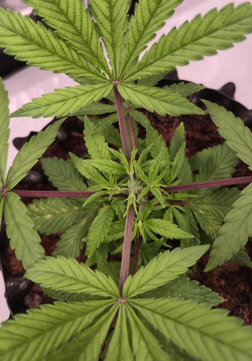 Bio | P-limitation to enhance symbiosis. Week 4