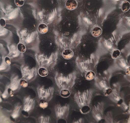 Bio | P-limitation to enhance symbiosis. Week 4