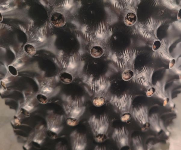 Bio | P-limitation to enhance symbiosis. Week 4