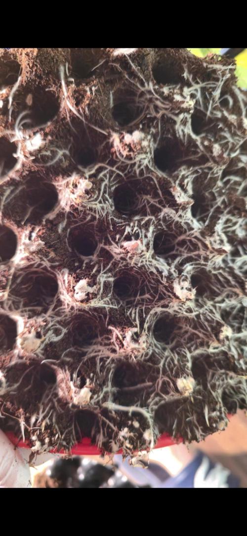 Bio | P-limitation to enhance symbiosis. Week 5