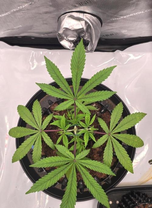 Bio | P-limitation to enhance symbiosis. Week 5