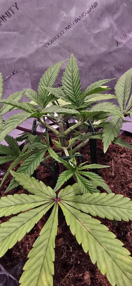 Bio | P-limitation to enhance symbiosis. Week 6