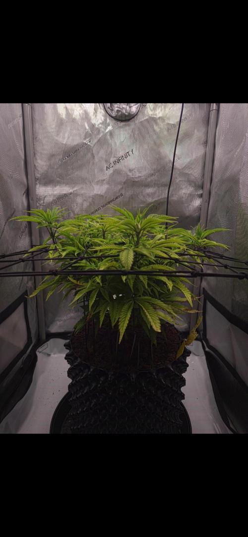 Bio Holobiont | Blueberry Pancakes. Week 12