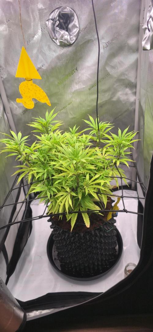 Bio Holobiont | Blueberry Pancakes. Week 12
