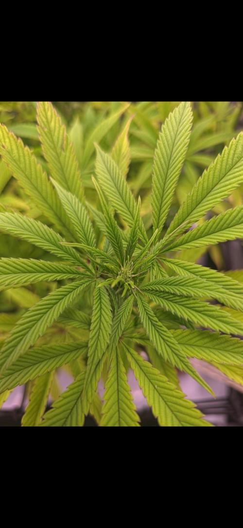 Bio Holobiont | Blueberry Pancakes. Week 13