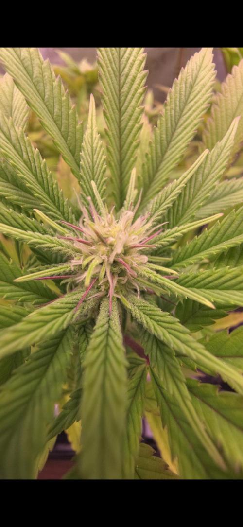 Bio Holobiont | Blueberry Pancakes. Week 13