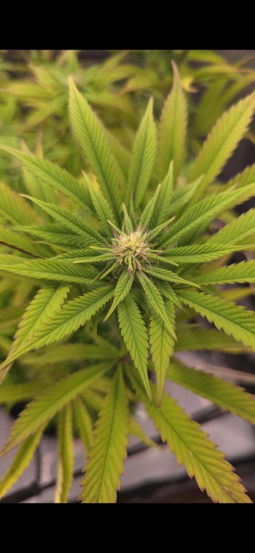 Bio Holobiont | Blueberry Pancakes. Week 13