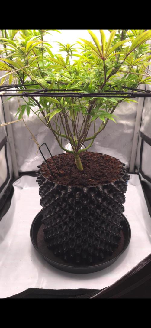 Bio Holobiont | Blueberry Pancakes. Week 13