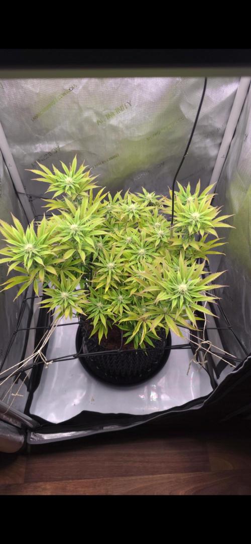 Blueberry Pancakes | Bio Canna. Week 14