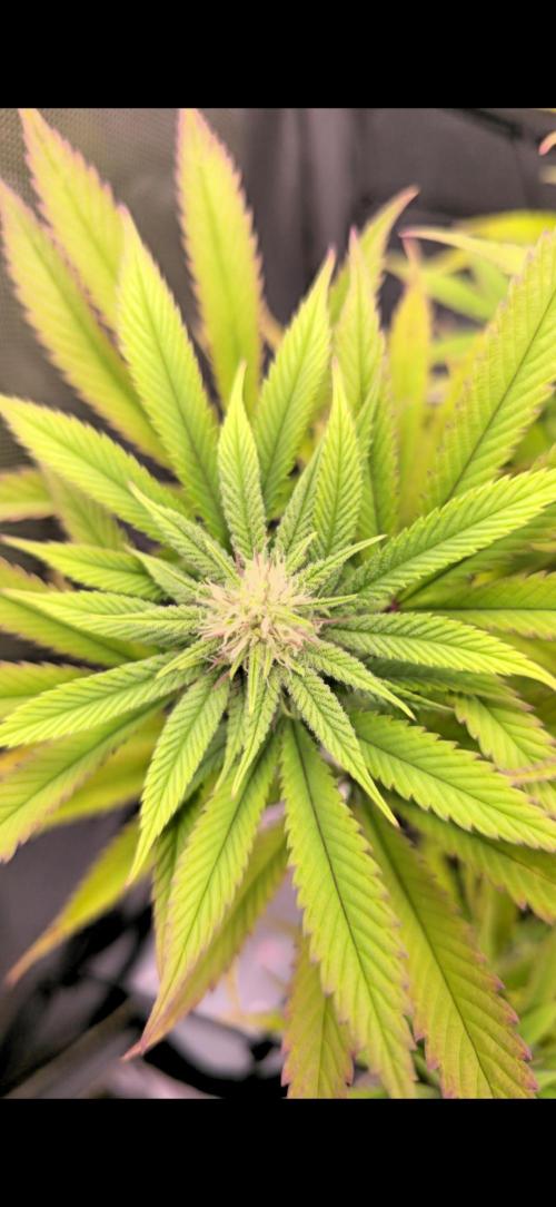Blueberry Pancakes | Bio Canna. Week 14