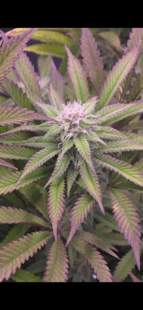 Blueberry Pancakes | Bio Canna. Week 15