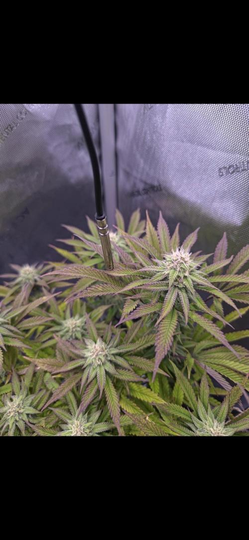 Blueberry Pancakes | Bio Canna. Week 15
