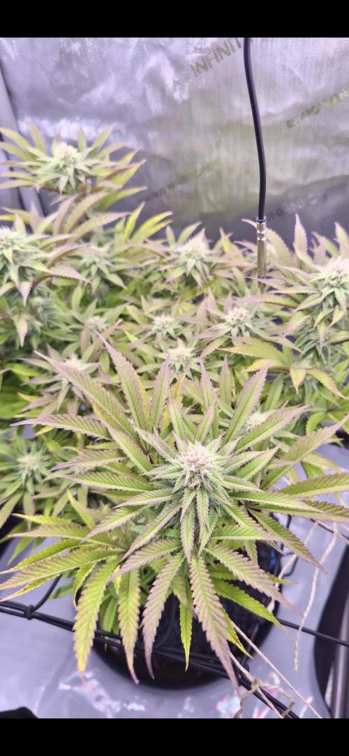 Blueberry Pancakes | Bio Canna. Week 15