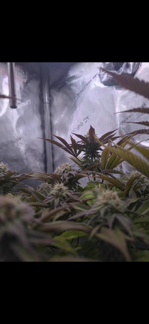 Blueberry Pancakes | Bio Canna. Week 16