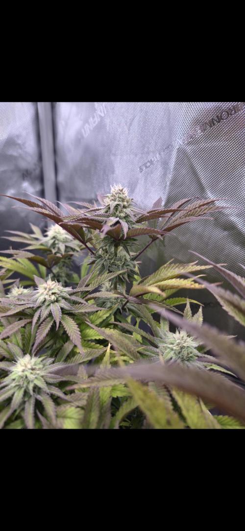 Blueberry Pancakes | Bio Canna. Week 16