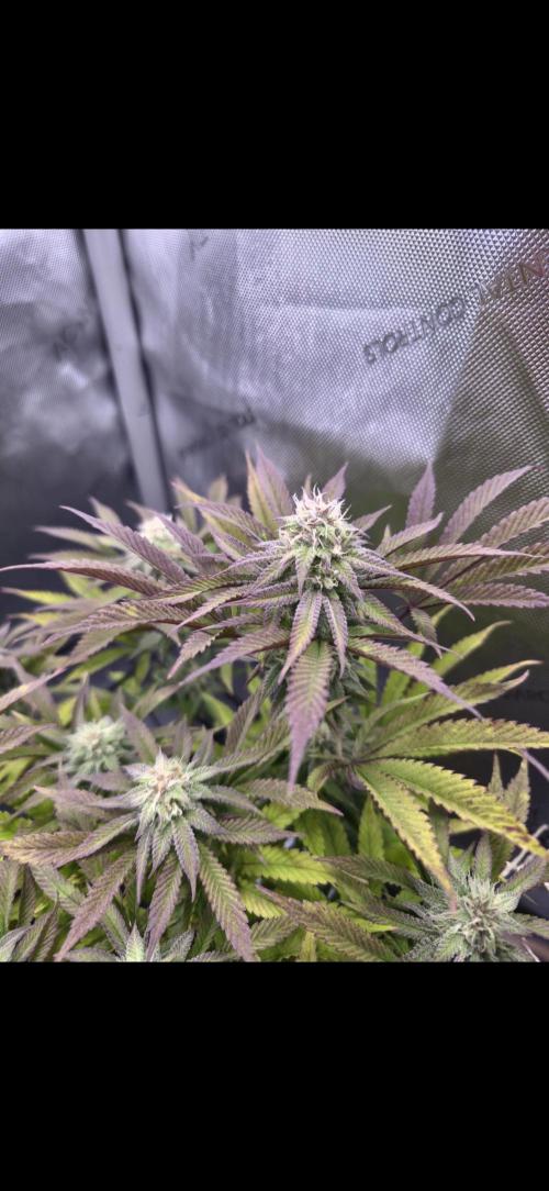 Blueberry Pancakes | Bio Canna. Week 16