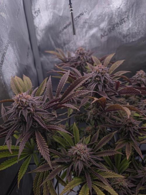 Blueberry Pancakes | Bio Canna. Week 17