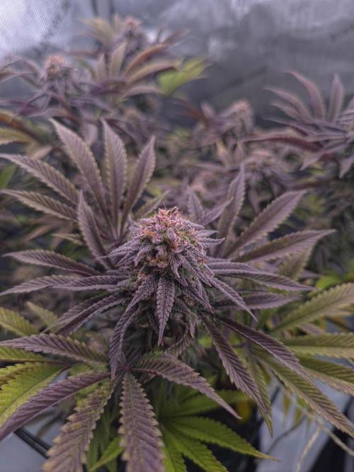 Blueberry Pancakes | Bio Canna. Week 17