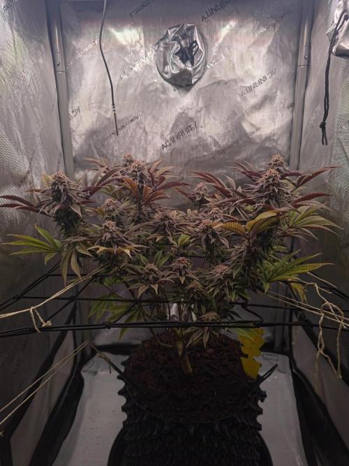 Blueberry Pancakes | Bio Canna. Week 18