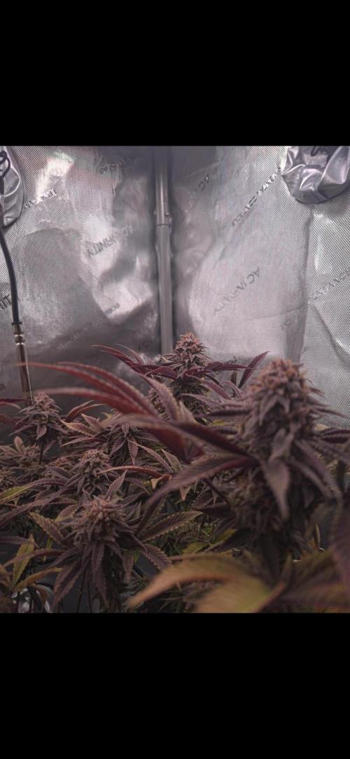 Blueberry Pancakes | Bio Canna. Week 18