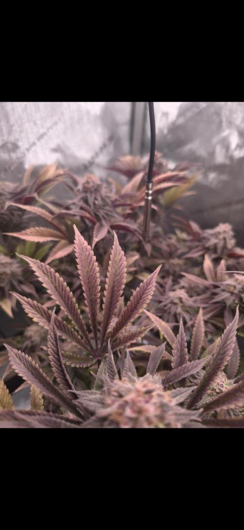 Blueberry Pancakes | Bio Canna. Week 18