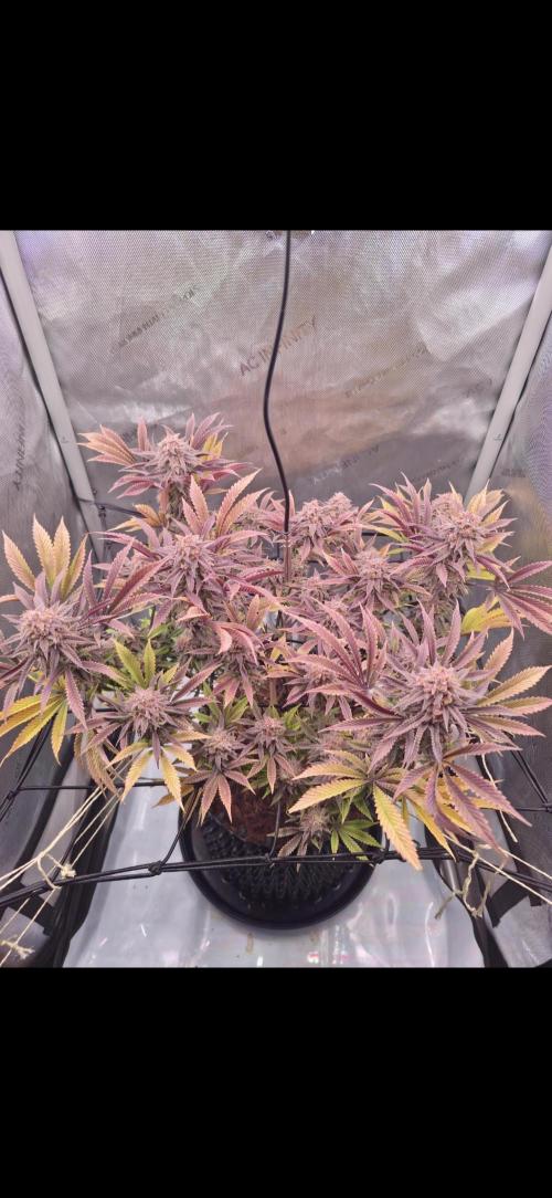 Blueberry Pancakes | Bio Canna. Week 18