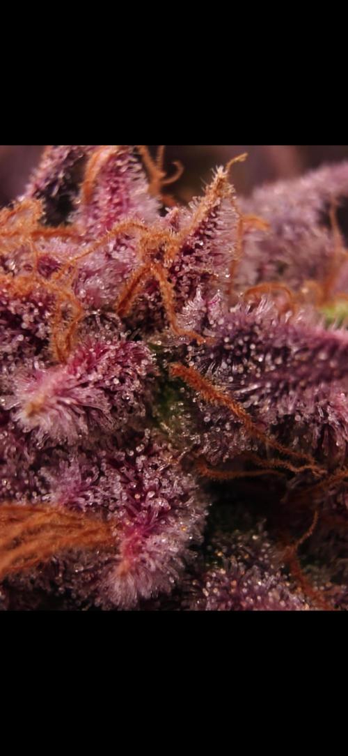 Blueberry Pancakes | Bio Canna. Week 18