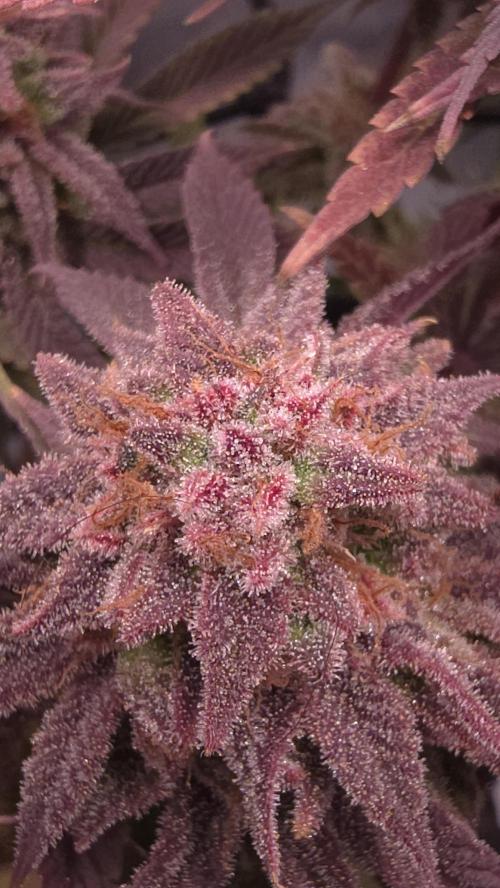 Blueberry Pancakes | Bio Canna. Week 19