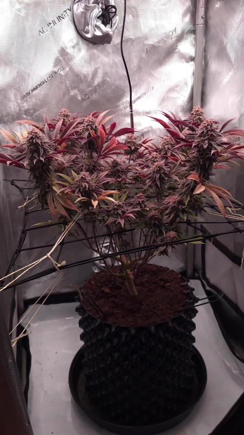 Blueberry Pancakes | Bio Canna
