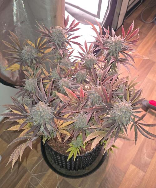 Blueberry Pancakes | Bio Canna. Week 19