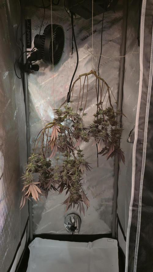 Blueberry Pancakes | Bio Canna. Week 20