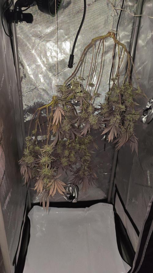 Blueberry Pancakes | Bio Canna. Week 20