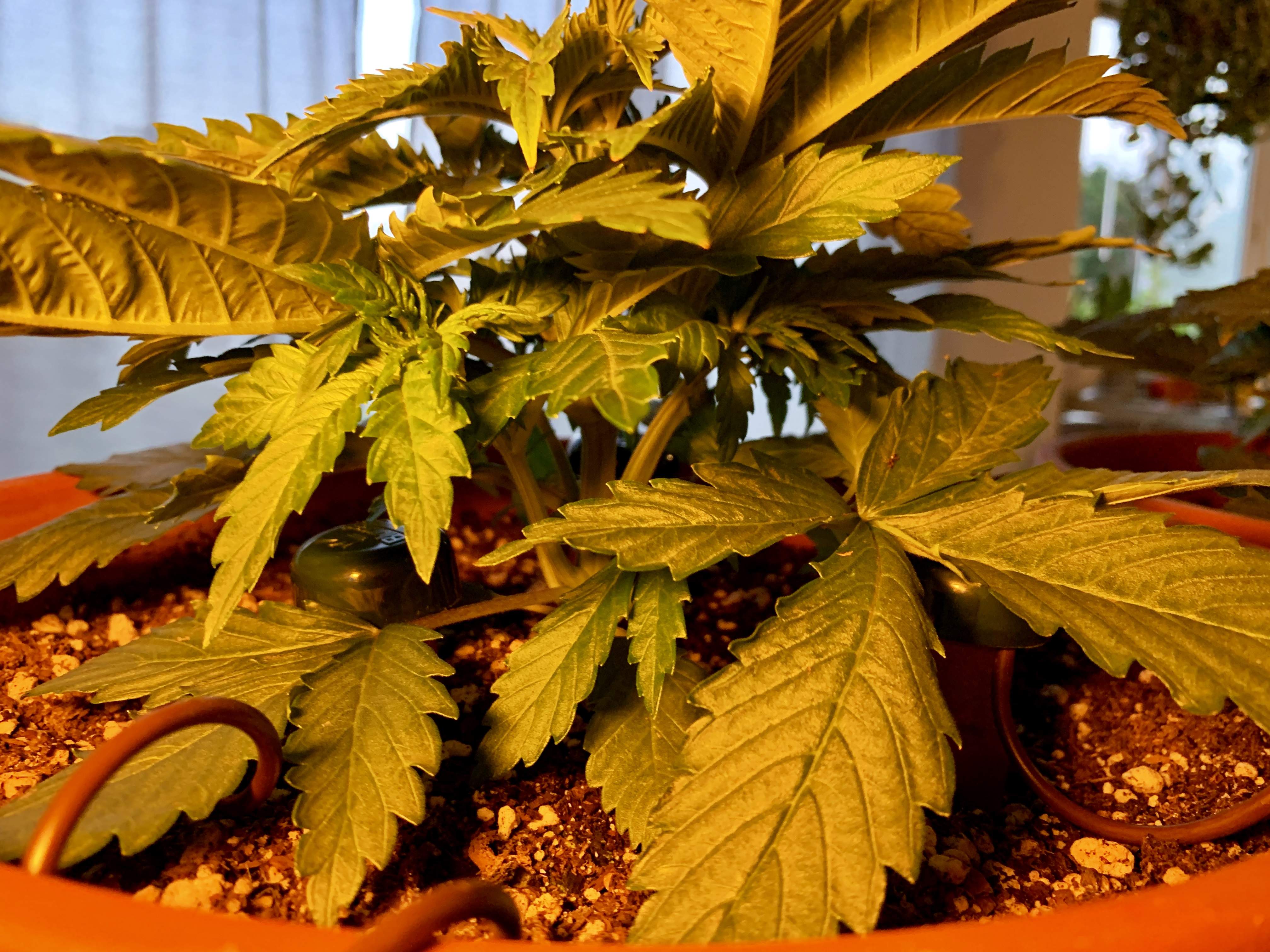 Growers Choice Seeds Candy Kush Auto grow diary (journal) week4 by weednbros GrowDiaries
