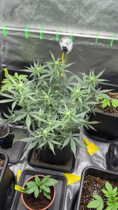 Strawberry Banana x Zkittlez AUTO