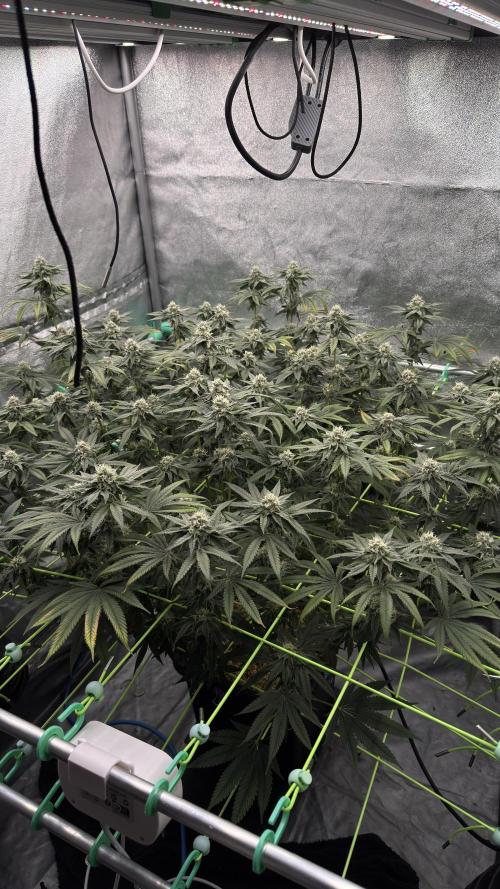 Biskanté x Kryptochronic. Week 13