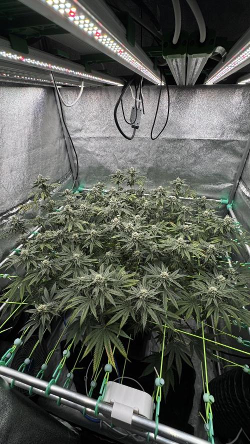 Biskanté x Kryptochronic. Week 13