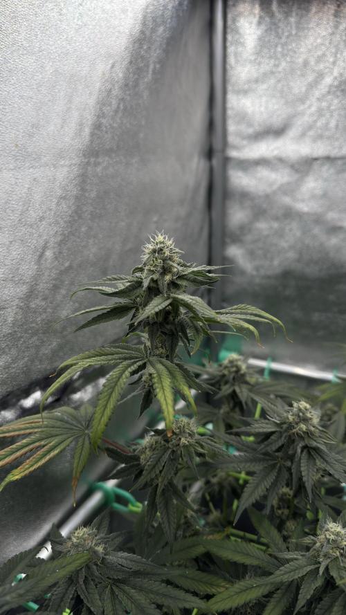 Biskanté x Kryptochronic. Week 13