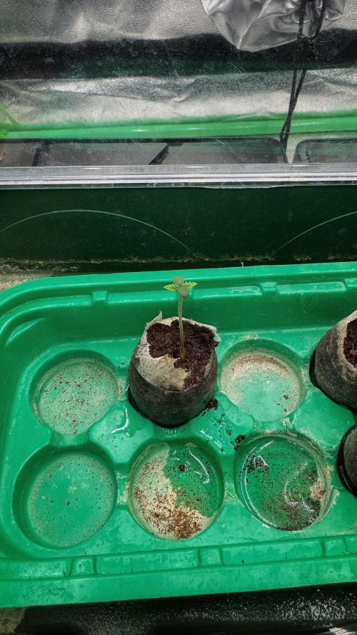 Diesel and Decay. Week 0 - 07.11 Barf Breath