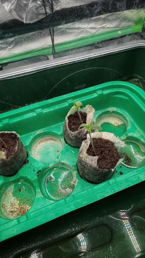 Diesel and Decay. Week 0 - 07.11 Unknown 