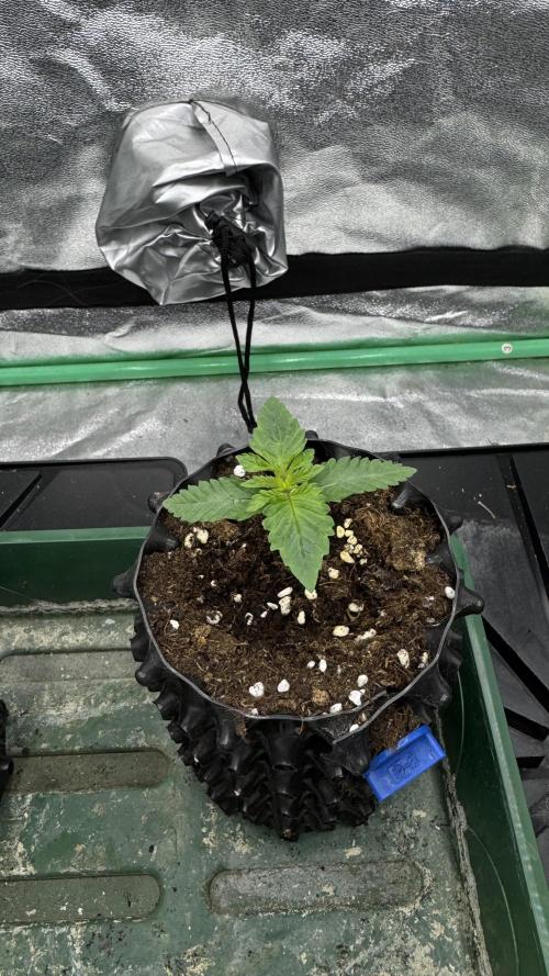 Diesel and Decay. Week 1 - Solfire - Barf Breath