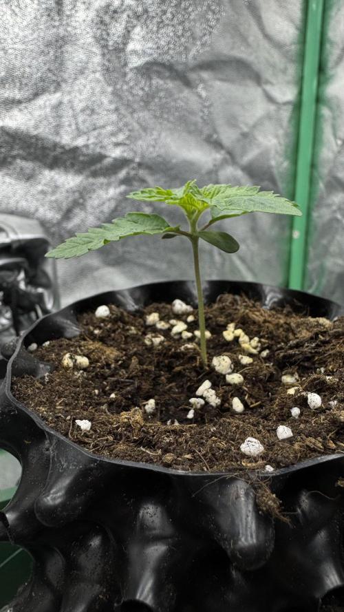 Diesel and Decay. Week 1 - Solfire - Barf Breath